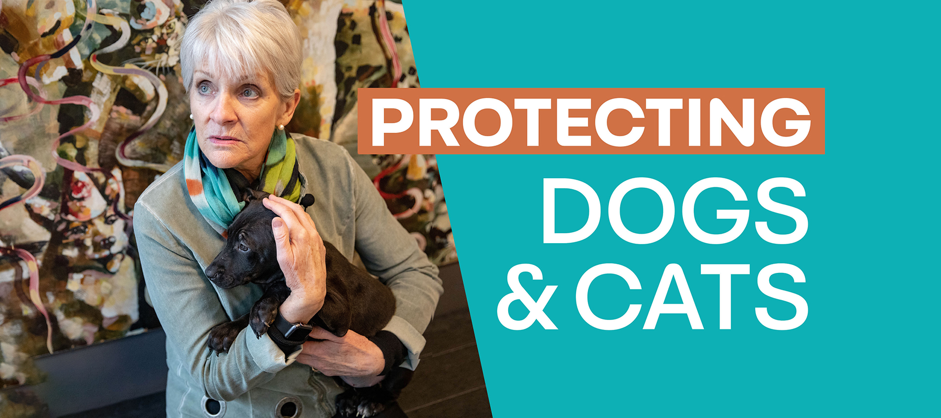 Proteger a perros y gatos