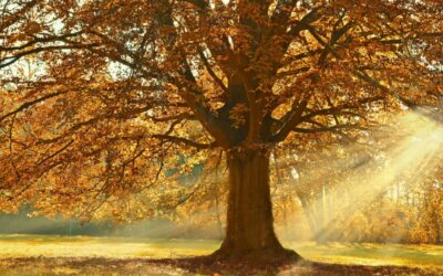 Malvern, West Grove Awarded $197,000 in State Funding for Parks and Open Space