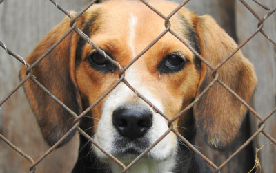 Op/Ed: Beagles are the All-American Dog, Pa Can Do Better to Protect Them (and Other Dogs and Cats, too)